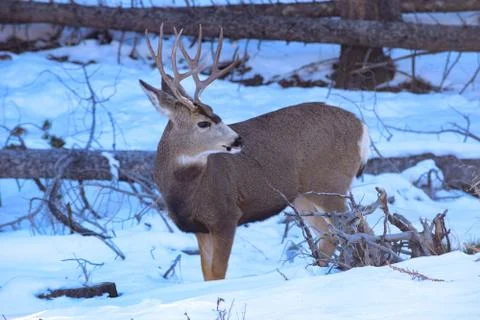 White Tail Deer Stock Photos