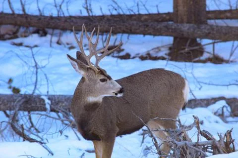 White Tail Deer Stock Photos