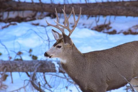 White Tail Deer Stock Photos