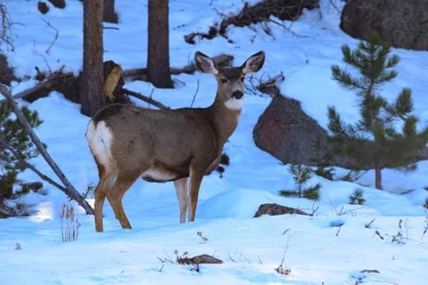 White Tail Deer Stock Photos