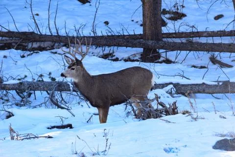 White Tail Deer Stock Photos