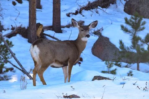 White Tail Deer Stock Photos