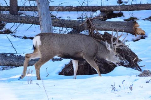 White Tail Deer Stock Photos