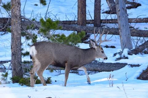 White Tail Deer Stock Photos