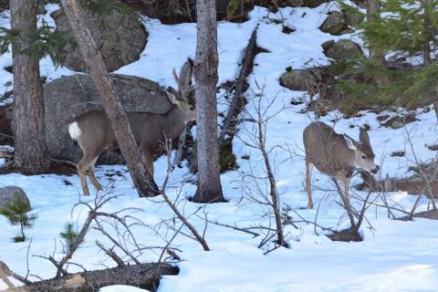 White Tail Deer Stock Photos