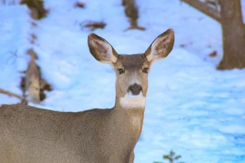 White Tail Deer Stock Photos