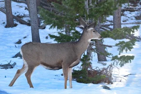 White Tail Deer Stock Photos