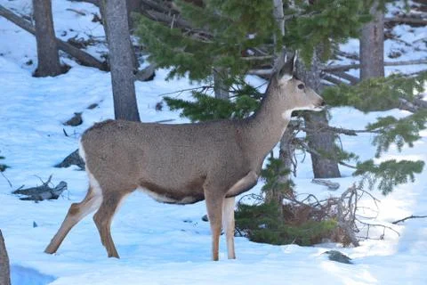 White Tail Deer Stock Photos
