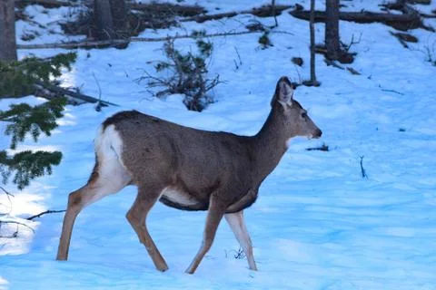 White Tail Deer Stock Photos