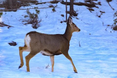 White Tail Deer Stock Photos