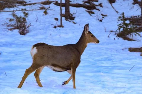 White Tail Deer Stock Photos