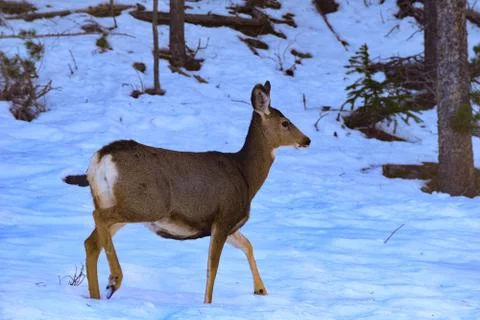 White Tail Deer Stock Photos