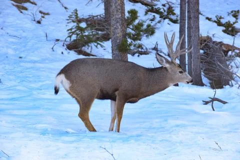 White Tail Deer Stock Photos