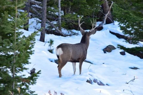 White Tail Deer Stock Photos