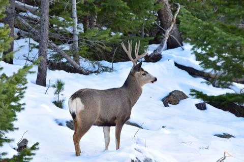 White Tail Deer Stock Photos