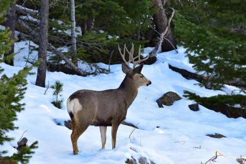White Tail Deer Stock Photos