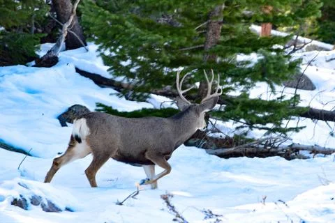 White Tail Deer Stock Photos