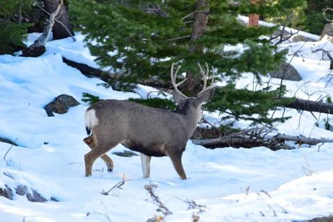 White Tail Deer Stock Photos