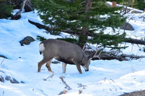 White Tail Deer Stock Photos