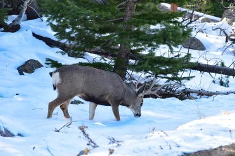White Tail Deer Stock Photos