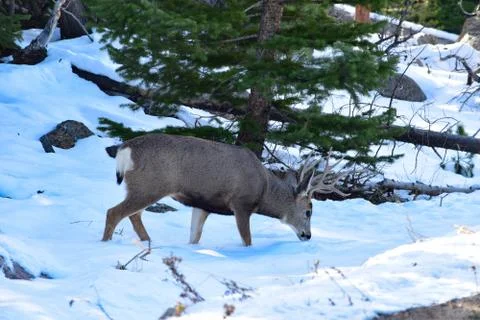 White Tail Deer Stock Photos