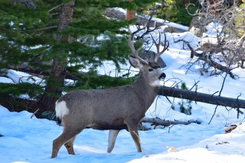 White Tail Deer Stock Photos