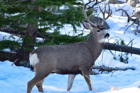 White Tail Deer Stock Photos