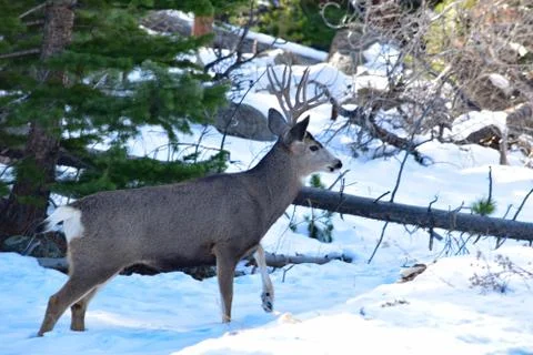 White Tail Deer Stock Photos