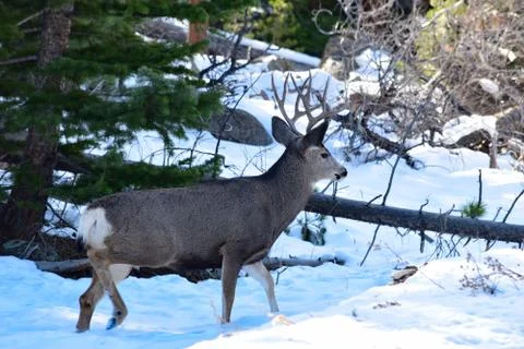White Tail Deer Stock Photos