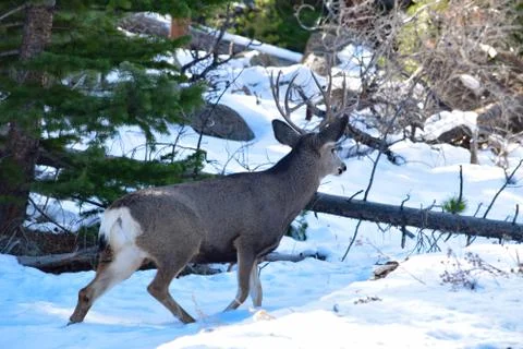 White Tail Deer Stock Photos