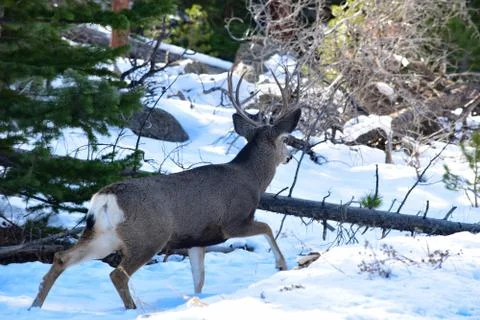 White Tail Deer Stock Photos