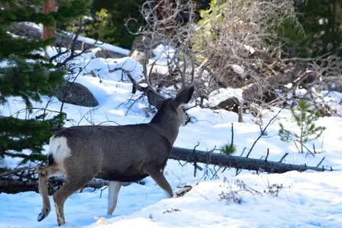 White Tail Deer Stock Photos