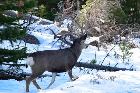 White Tail Deer Stock Photos