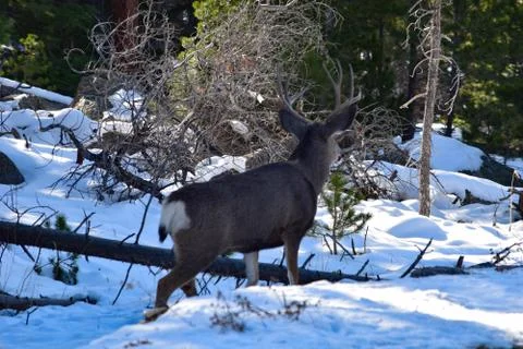 White Tail Deer Stock Photos