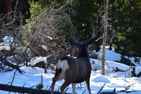 White Tail Deer Foto stock