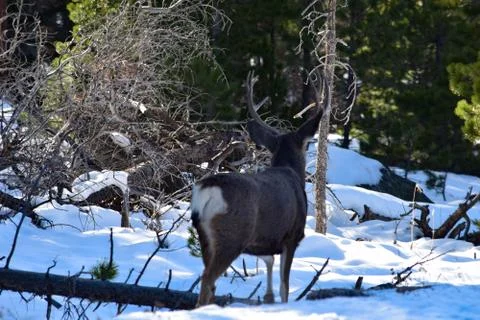 White Tail Deer Stock Photos