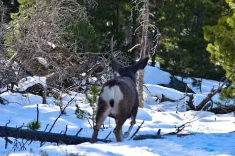 White Tail Deer Stock Photos