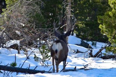 White Tail Deer Stock Photos