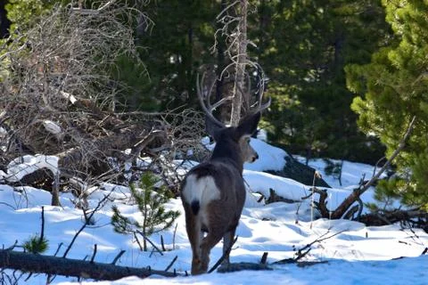 White Tail Deer Stock Photos