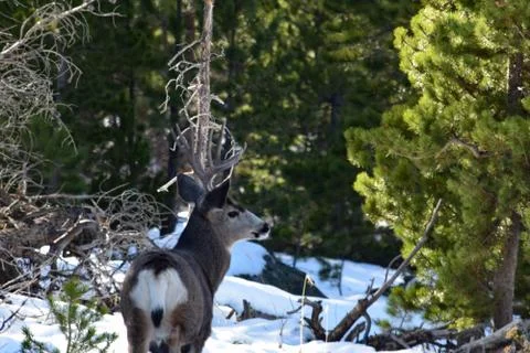 White Tail Deer Stock Photos