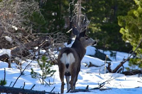 White Tail Deer Stock Photos
