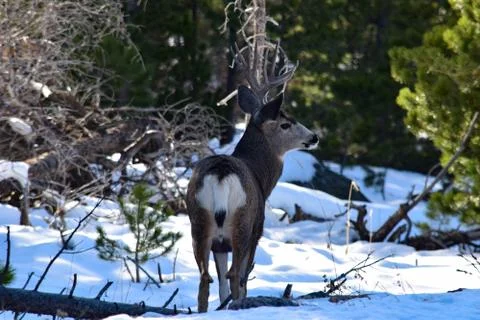 White Tail Deer Stock Photos