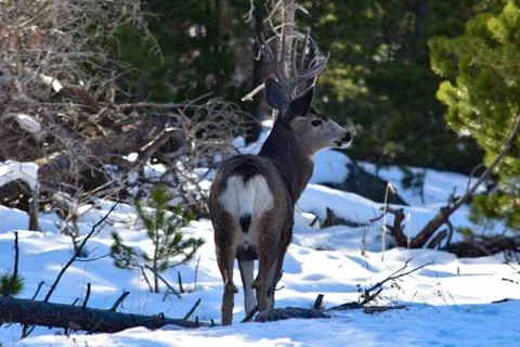 White Tail Deer Stock Photos