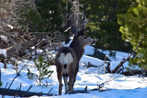 White Tail Deer Stock Photos