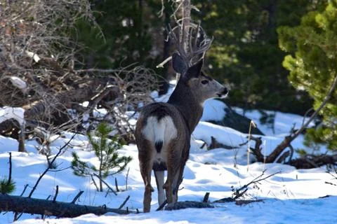 White Tail Deer Stock Photos