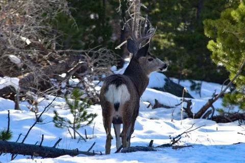 White Tail Deer Stock Photos