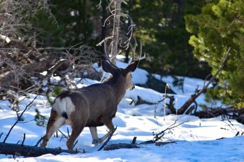 White Tail Deer Stock Photos