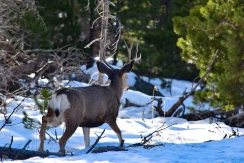 White Tail Deer Stock Photos