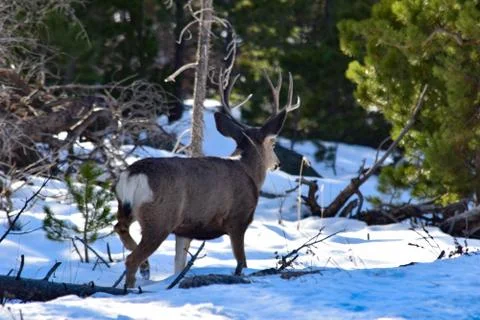 White Tail Deer Stock Photos