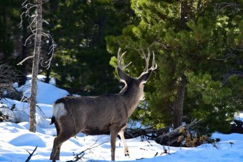 White Tail Deer Stock Photos
